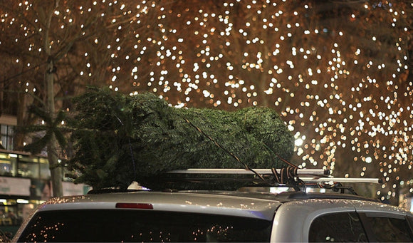 Recycle Your Tree After the Holidays